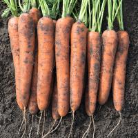 НОРВЕГИЯ F1 морковь Бейо (1.8-2.0)