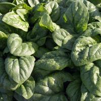 СПЕЙС F1 шпинат Бейо