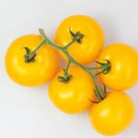 ГУАЛЬДИНО F1 томат Энза Заден