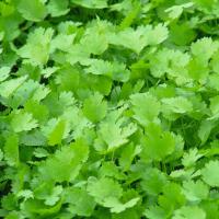 КАРИБЕ F1 кориандр Бейо