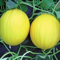 ФОРБАН F1 дыня Вильморин