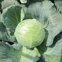 БЛОКТОР F1 капуста белокочанная Сингента