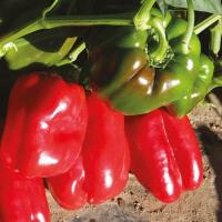 ТАРКВИНИО F1 перец Нюнемс (500 шт)