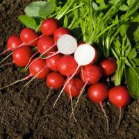 РОВЕР F1 редис Бейо (2.75-3.00)