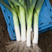 ДЖАМПЕР F1 лук порей Бейо