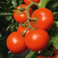 АКДЕНИЗ F1 томат Гавриш