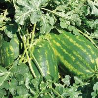 ФАРАО F1 арбуз Сингента