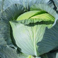 ТАЙФУН F1 капуста белокочанная Бейо