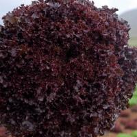 БАКУС F1 салат Вильморин (25 000 др.)