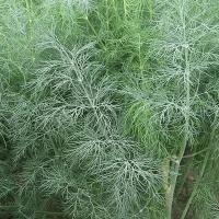 АРБАЛЕТ F1 укроп Гавриш (100 г)