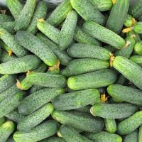 АЯКС F1 огурец Нюнемс