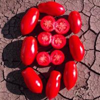 ГЕРДОН F1 томат Семинис