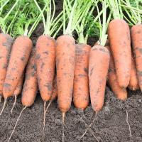 КАНТЕРБЮРИ F1 морковь Бейо (2.4-2.6)