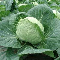 ПУШМА F1 капуста белокочанная Райк Цваан, GD, 2500 шт