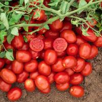 Н 6416 F1 томат Нюнемс (1000 шт)