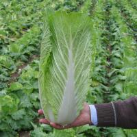 ТАРАНКО F1 капуста пекинская Бейо