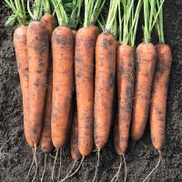 НОРВЕГИЯ F1 морковь Бейо (2.4-2.6)