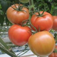 ТАГАНКА F1 томат Гавриш