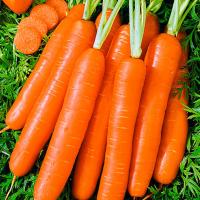 РОМАНС F1 морковь Нюнемс фр.2.2-2.4 мм (1 000 000 шт)