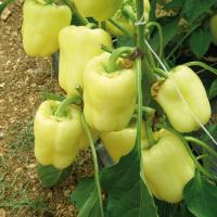 ВЕДРАНА F1 перец Энза Заден