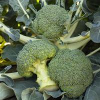 БАТАВИЯ F1 брокколи Бейо