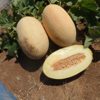 ДАКАРО F1 дыня Энза Заден