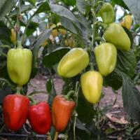 БУТУЗ F1 перец Гавриш