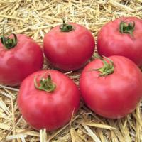 АФЕН F1 томат Вильморин (250 шт)