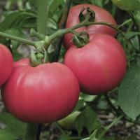 ТОРБЕЙ F1 томат Бейо