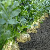 ДИАМАНТ F1 сельдерей Бейо (драж.)