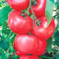 ХАННИ МУН F1 томат Вильморин
