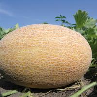 БИЗАН F1 дыня Энза Заден