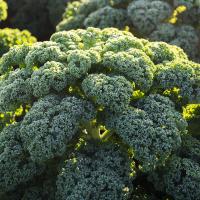 РЕФЛЕКС F1 капуста листовая Бейо