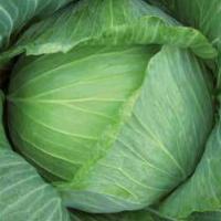 БАРТОН F1 капуста белокочанная Хазера