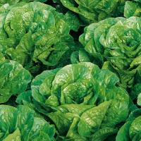 ПИНОККИО F1 салат романо Энза Заден