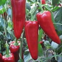 ПОРТЕКА F1 перец Райк Цваан, PR, 500 шт