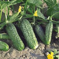 ЖОЭЛИНА F1 огурец Нюнемс