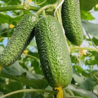 МОНОЛИТ F1 огурец Нюнемс