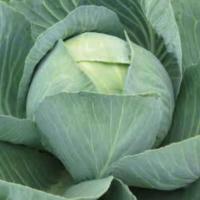 ЗОЛТАН F1 капуста белокочанная Хазера