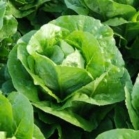 КОРБАНА F1 салат романо Энза Заден