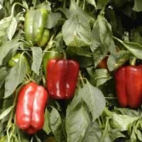 ОМБРОНЕ F1 перец Саката