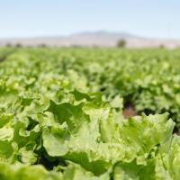 ТОПАСИО F1 салат айсберг Бейо