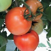 ИЗАБЕЛЬ F1 томат Гавриш