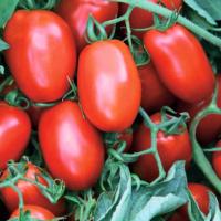 РЕТАНА РЕД F1 томат Вильморин