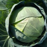 ЦЕРОКС F1 капуста белокочанная Бейо