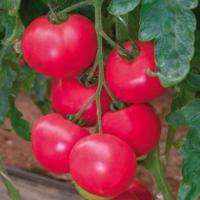 РОЗАЛИН F1 томат Саката