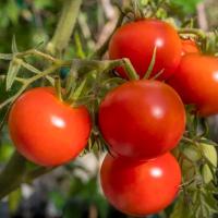 ГРАВИТЕТ F1 томат Сингента