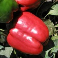 РЕД НАЙТ F1 перец Семинис