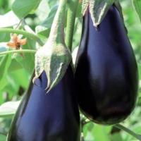 МИРВАЛ F1 баклажан Вильморин