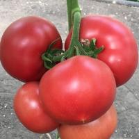 ПИНК АЙДИ F1 томат Семинис